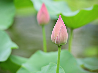 Image showing lotus buds