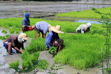 Image showing on the rice field