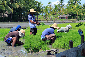 Image showing on the rice field