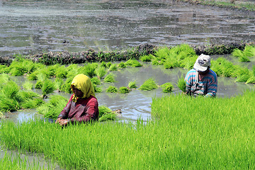 Image showing on the rice field