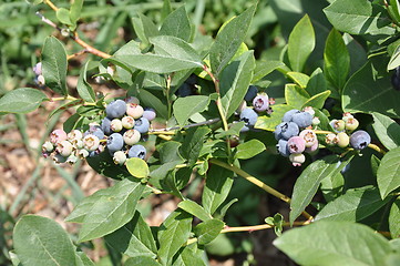 Image showing Blueberries