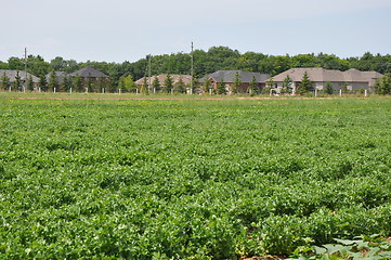 Image showing Farming