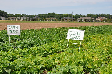 Image showing Farming