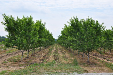 Image showing Farming