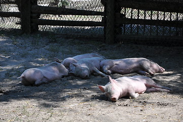 Image showing Pigs