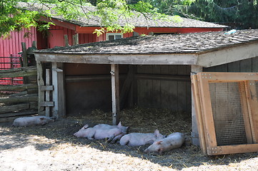 Image showing Pigs