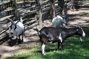 Image showing Goat