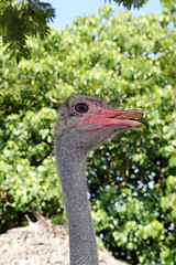 Image showing emu