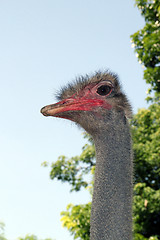 Image showing emu