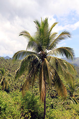 Image showing palm tree