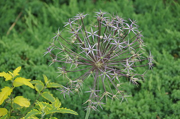 Image showing Allan Gardens Conservatory in Toronto