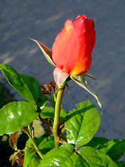 Image showing Red rose