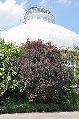 Image showing Allan Gardens Conservatory in Toronto