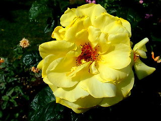 Image showing Yellow prosperous flower