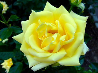 Image showing Yellow prosperous rose