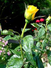 Image showing Yellow rosebud