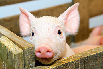 Image showing Pig