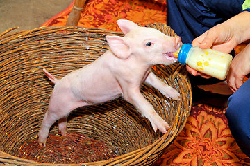 Image showing Bottle feed piglet