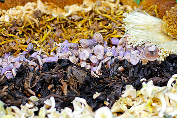 Image showing Wild mushroom mix