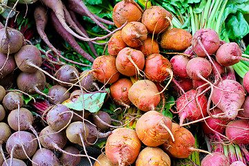 Image showing Beetroot variety