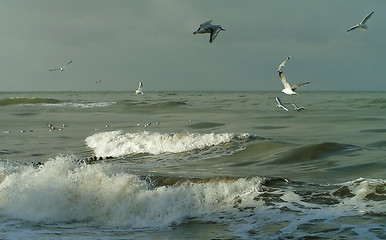 Image showing Lead waves of Baltic sea