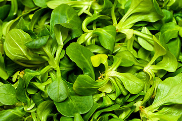 Image showing Lambs lettuce salad