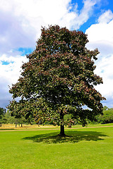 Image showing One tree