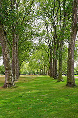 Image showing Trees in line