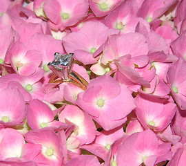 Image showing Lacecap Hydrangea and Diamond