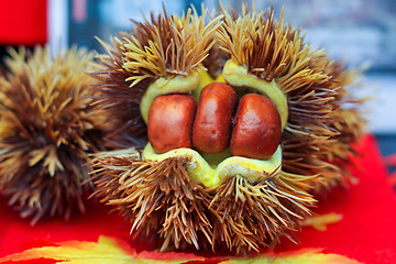 Image showing Chestnut