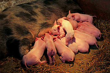 Image showing Suckling piglets