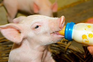 Image showing Bottle feed piggy