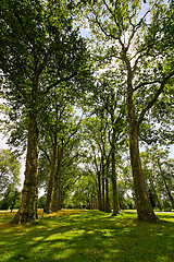 Image showing Trees