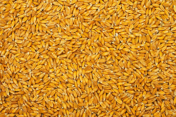 Image showing Wheat grains