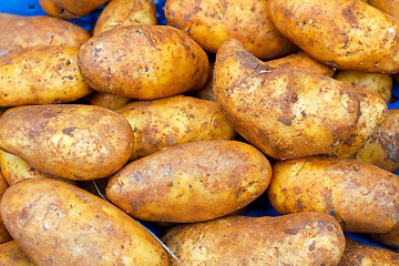 Image showing Potato