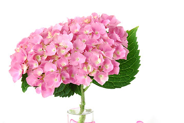 Image showing Lacecap Hydrangea