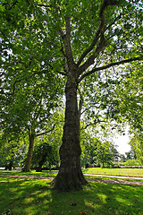 Image showing Green tree