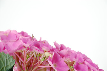 Image showing Lacecap Hydrangea Insect