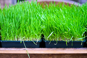 Image showing Wheat grass