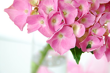 Image showing Lacecap Hydrangea