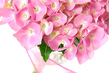 Image showing Lacecap Hydrangea