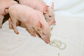 Image showing Pearls before pigs