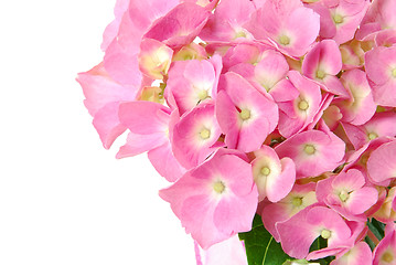 Image showing Lacecap Hydrangea