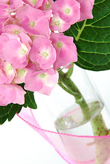 Image showing Lacecap Hydrangea