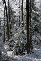 Image showing Snowfall after wetland stand in morning