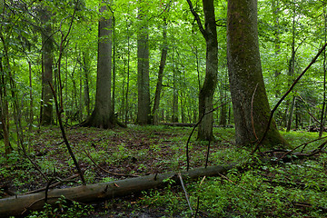 Image showing Summer midday in wet deciduous stand of Bialowieza Forest