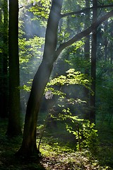 Image showing Sunbeam entering rich deciduous forest