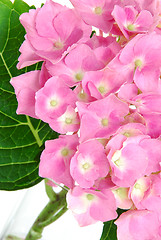 Image showing Lacecap Hydrangea