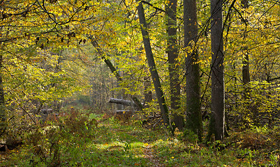 Image showing Narrow path crossing old autumnal stand 