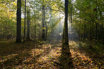 Image showing Morning sun entering deciduous stand